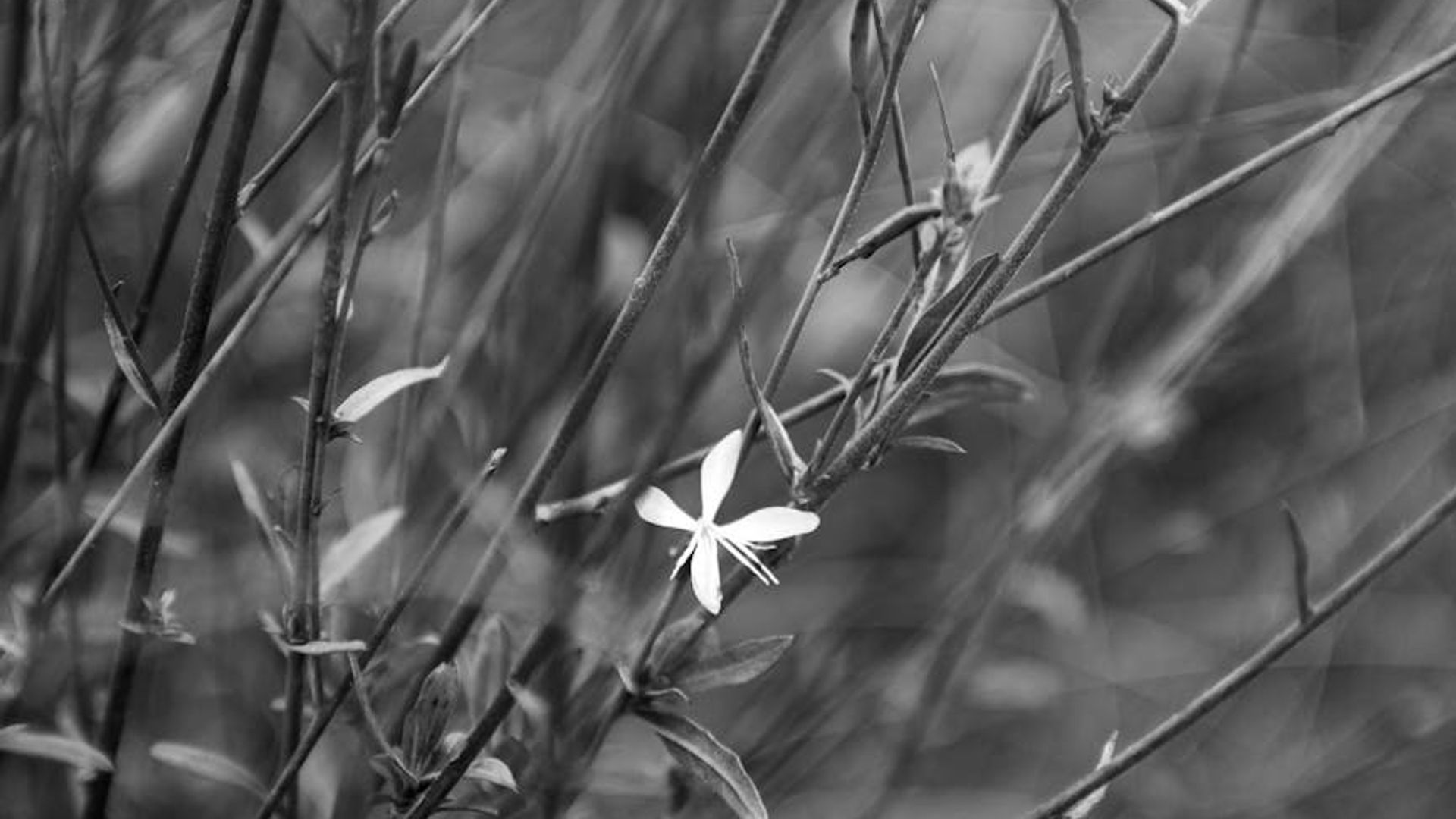 A calm natural landscape with soft light, evoking a sense of peace.