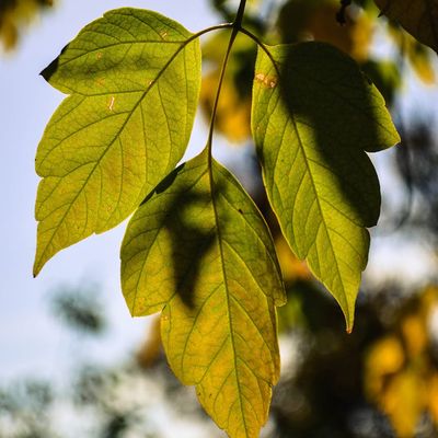Sunlight breaking through tree leaves, representing energy and vitality.